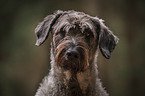 Giant Schnauzer