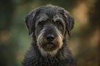 Giant Schnauzer