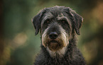 Giant Schnauzer