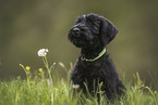 Giant Schnauzer Puppy