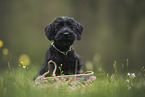 Giant Schnauzer Puppy