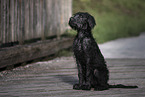 Giant Schnauzer Puppy