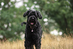 Giant Schnauzer Portrait