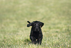 Giant Schnauzer Puppy