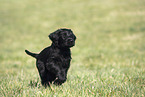 Giant Schnauzer Puppy