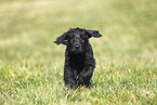 Giant Schnauzer Puppy