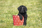 Giant Schnauzer Puppy