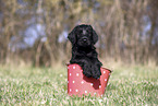 Giant Schnauzer Puppy