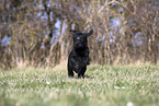 Giant Schnauzer Puppy