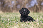 Giant Schnauzer Puppy