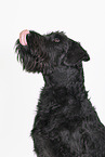 male Giant Schnauzer