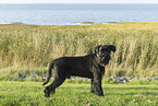 Giant Schnauzer