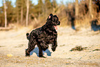 Giant Schnauzer