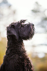 Giant Schnauzer