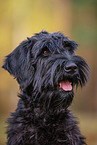 Giant Schnauzer