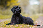 Giant Schnauzer