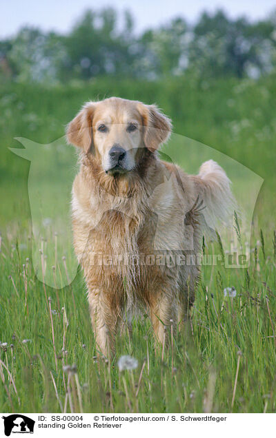 stehender Golden Retriever / standing Golden Retriever / SS-00004