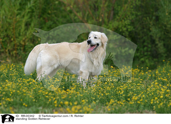 stehender / standing Golden Retriever / RR-00342