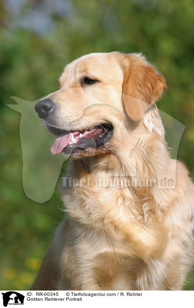 Golden Retriever Portrait / Golden Retriever Portrait / RR-00345