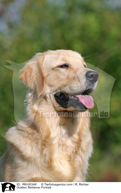 Golden Retriever Portrait / Golden Retriever Portrait / RR-00346