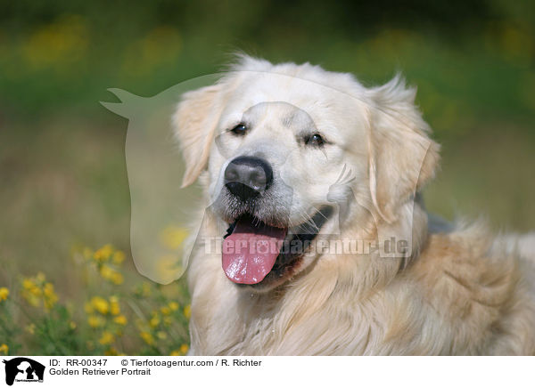 Golden Retriever Portrait / RR-00347