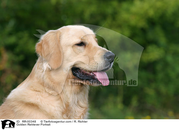 Golden Retriever Portrait / Golden Retriever Portrait / RR-00348