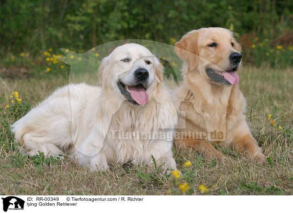liegende / lying Golden Retriever / RR-00349
