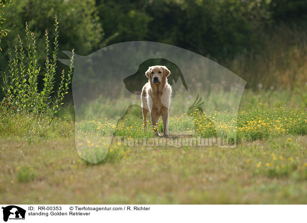 stehender Golden Retriever / standing Golden Retriever / RR-00353