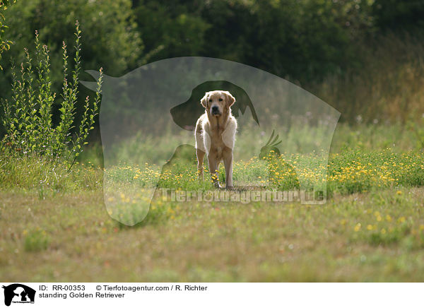 standing Golden Retriever / RR-00353