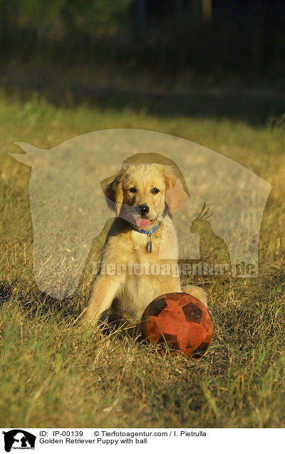Golden Retriever Welpe mit Ball / Golden Retriever Puppy with ball / IP-00139