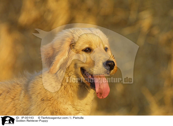 Golden Retriever Welpe im Portrait / Golden Retriever Puppy / IP-00143