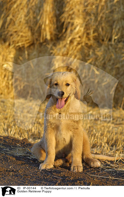 Golden Retriever Welpe / Golden Retriever Puppy / IP-00144