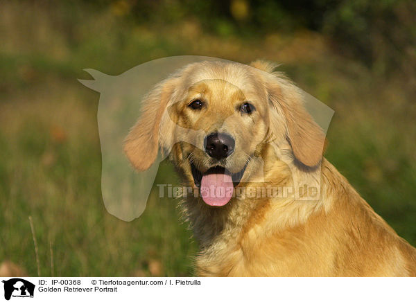 Golden Retriever im Portrait / Golden Retriever Portrait / IP-00368