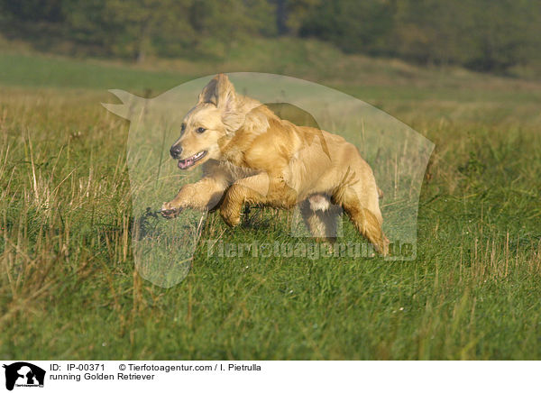 rennender Golden Retriever / running Golden Retriever / IP-00371