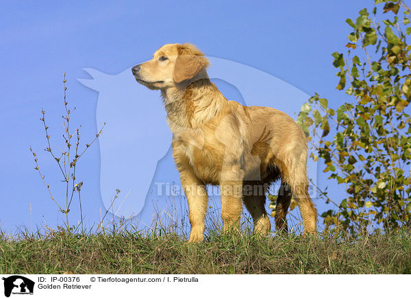 Golden Retriever / Golden Retriever / IP-00376