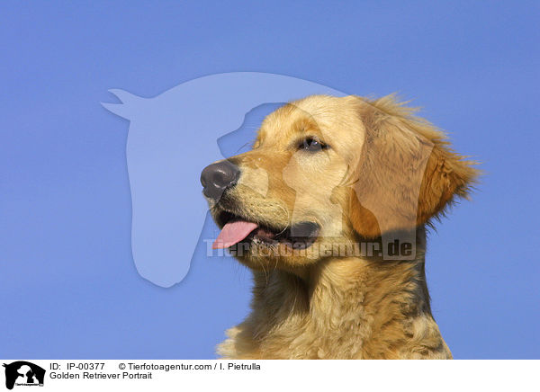 Golden Retriever im Portrait / Golden Retriever Portrait / IP-00377