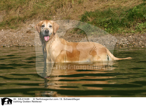 badender Golden Retriever / bathing Golden Retriever / SS-01446