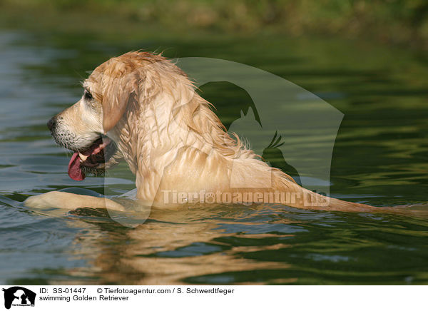 schwimmender Golden Retriever / swimming Golden Retriever / SS-01447