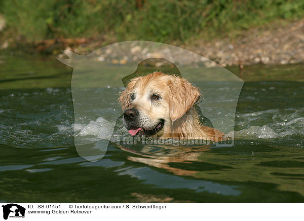 schwimmender Golden Retriever / swimming Golden Retriever / SS-01451