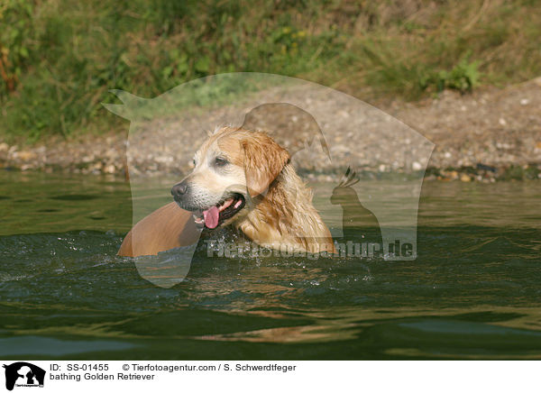 badender Golden Retriever / bathing Golden Retriever / SS-01455