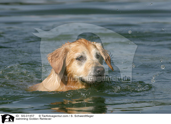 schwimmender Golden Retriever / swimming Golden Retriever / SS-01457