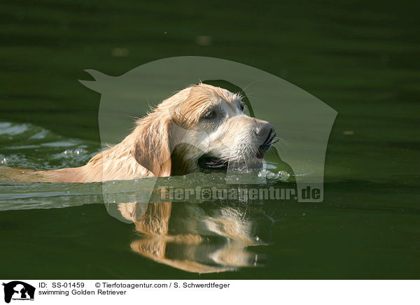 schwimmender Golden Retriever / swimming Golden Retriever / SS-01459