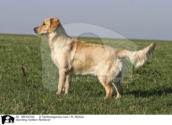 stehender / standing Golden Retriever / RR-04165