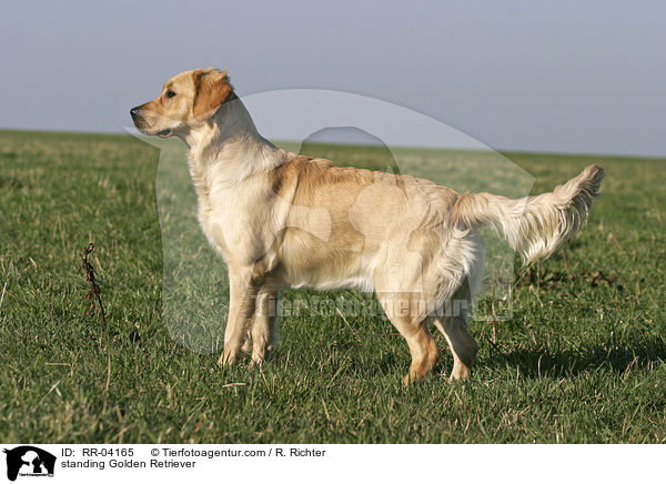 stehender / standing Golden Retriever / RR-04165