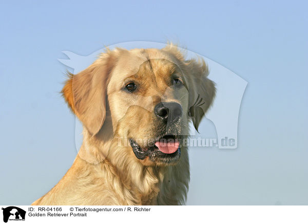 Golden Retriever Portrait / Golden Retriever Portrait / RR-04166