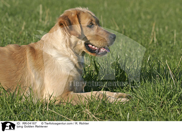 liegender / lying Golden Retriever / RR-04167