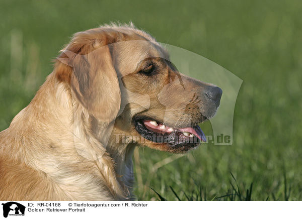 Golden Retriever Portrait / Golden Retriever Portrait / RR-04168