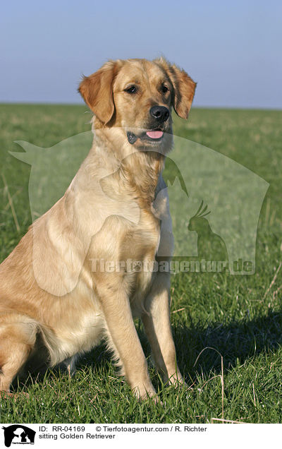 sitzender / sitting Golden Retriever / RR-04169