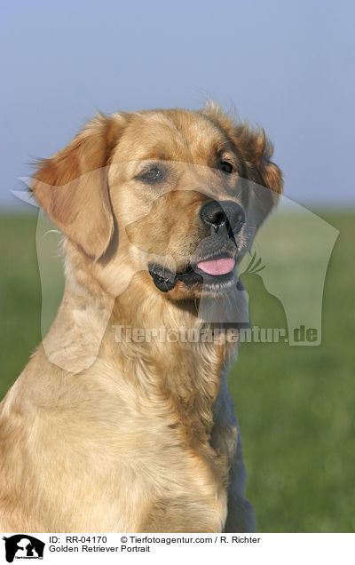 Golden Retriever Portrait / Golden Retriever Portrait / RR-04170