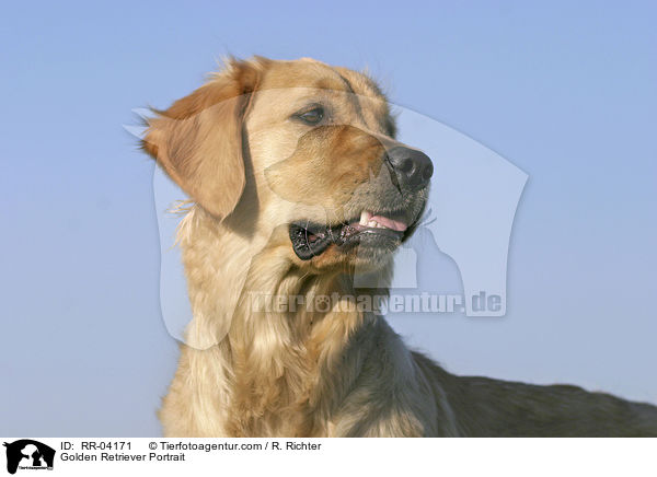 Golden Retriever Portrait / Golden Retriever Portrait / RR-04171